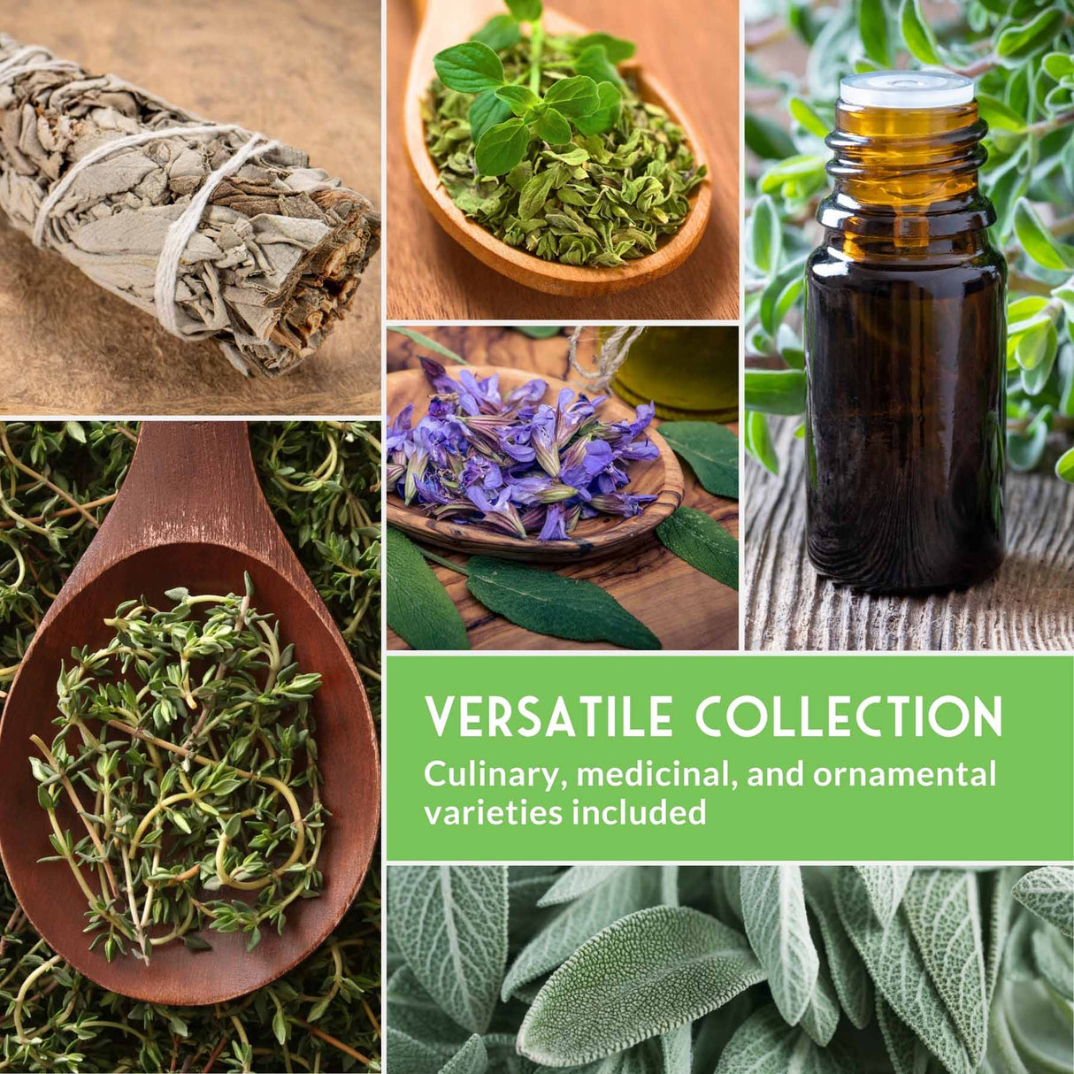Collage of various herbs and a bottle of oil with text 'Versatile Collection' on a green background.
