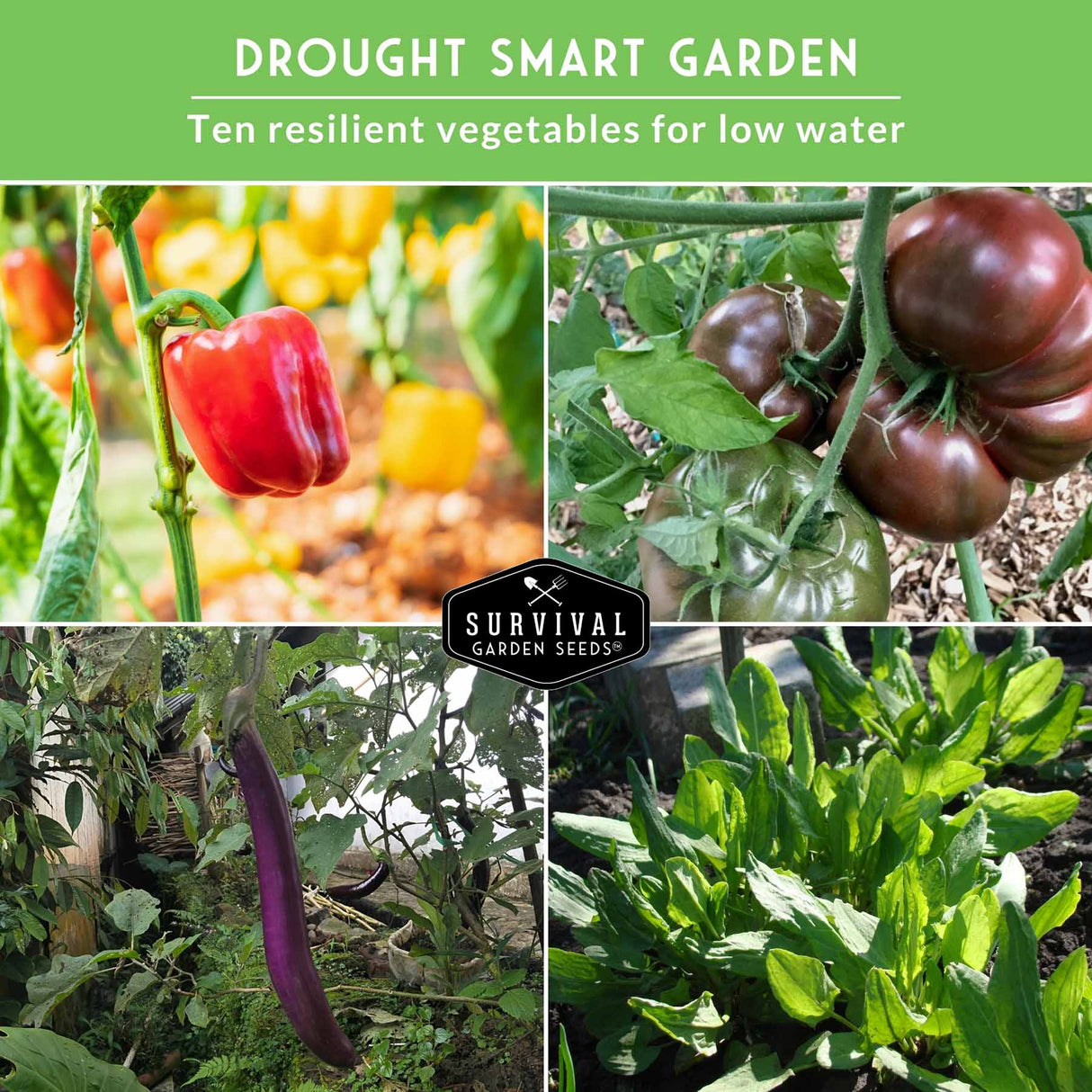 Collage of drought-resistant vegetables with 'Survival Garden Seeds' branding on a green background.