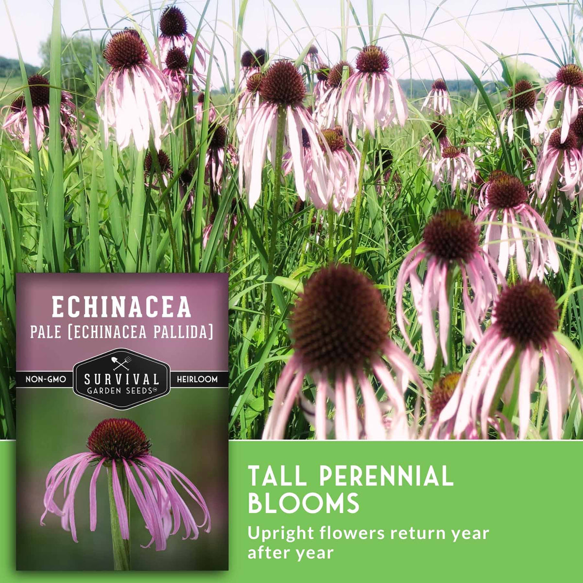 Pale coneflowers with text that says Tall Perennial Blooms