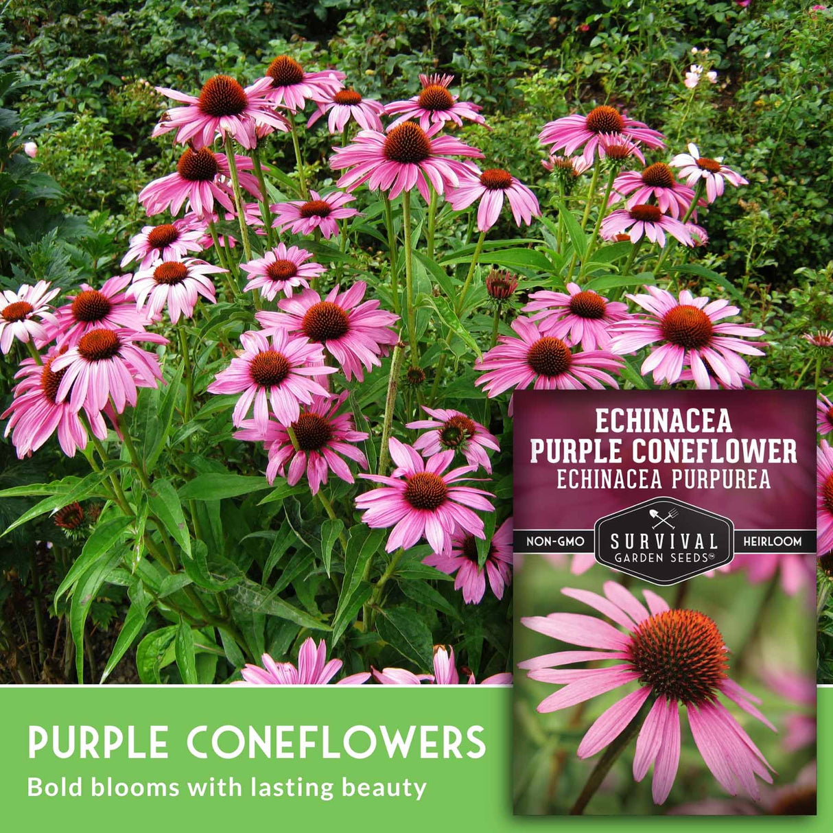 Purple coneflower blooms with seed packet