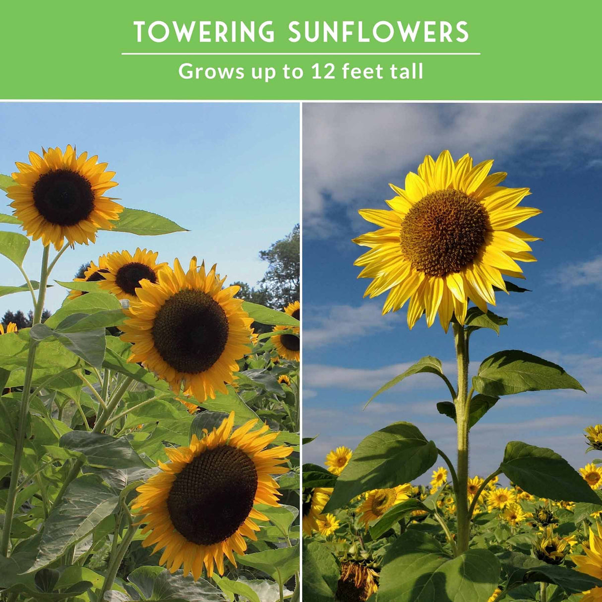 A split-panel promotional image showing tall sunflower plants in a field under a blue sky, with a green header reading 'TOWERING SUNFLOWERS' and 'Grows up to 12 feet tall.' The product appears to be sunflowers/sunflower plants rather than a chart or instruction graphic.