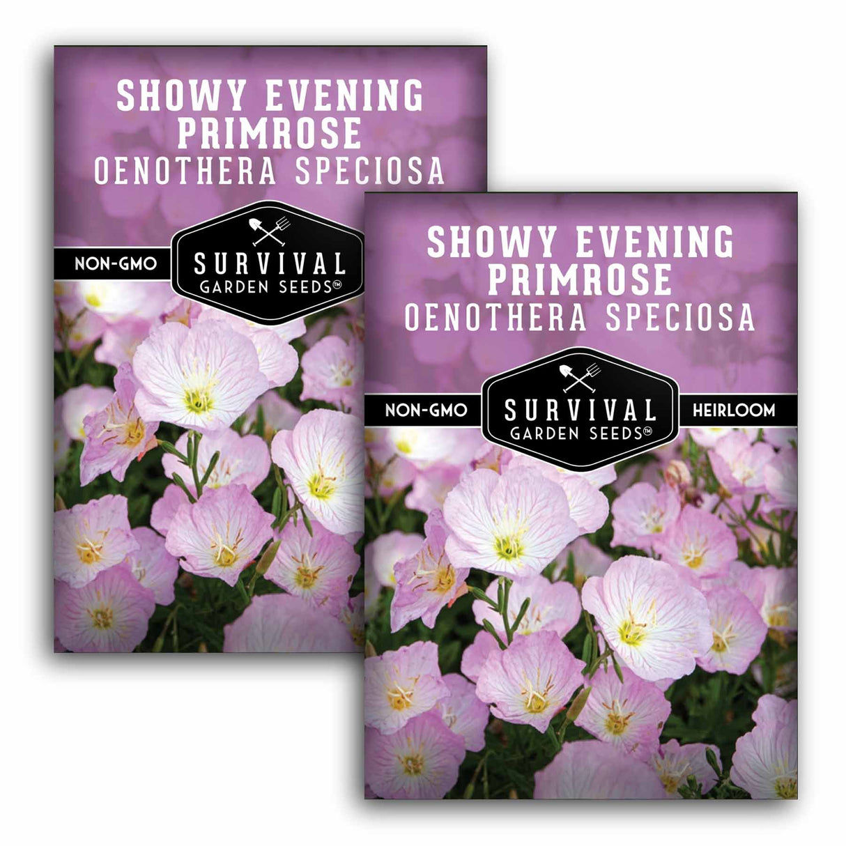 2 packets of Showy Evening Primrose (Oenothera Speciosa) seeds