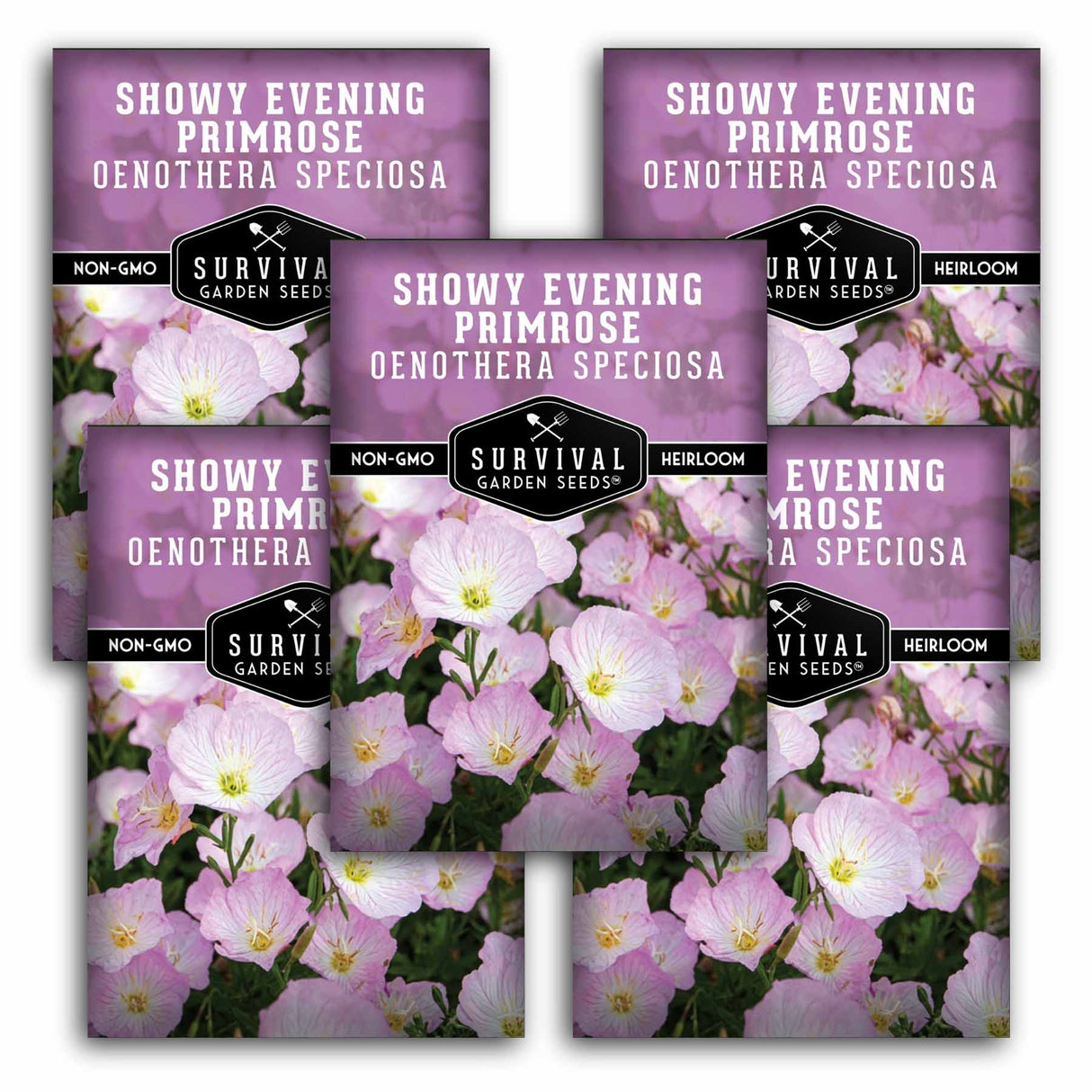 5 packets of Showy Evening Primrose (Oenothera Speciosa) seeds