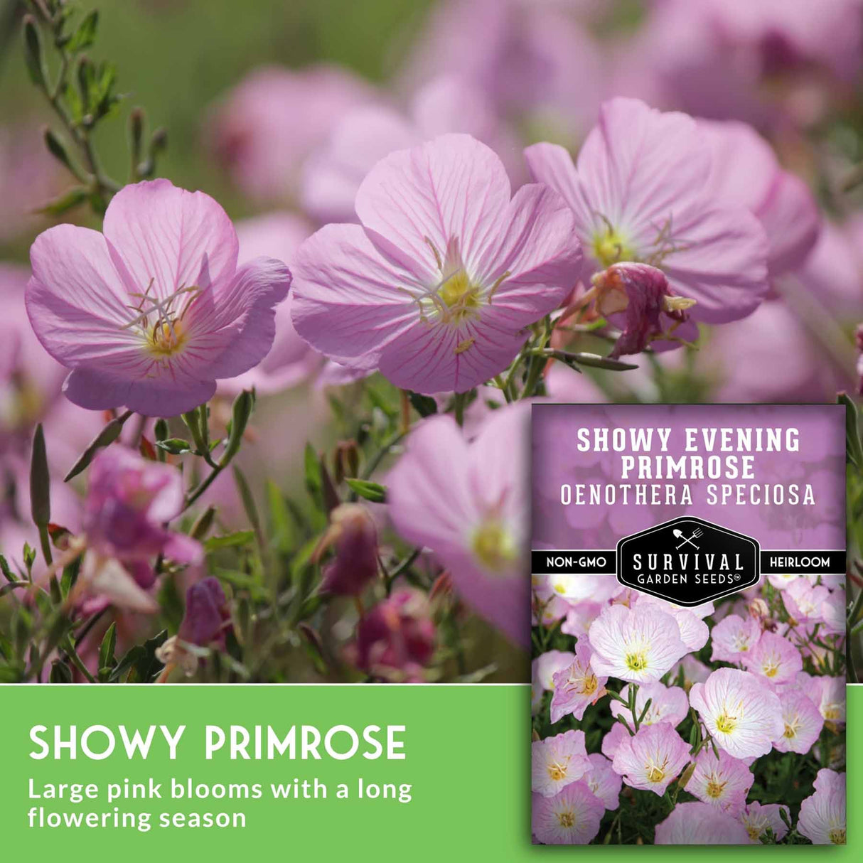 Pink blooms with seed packet