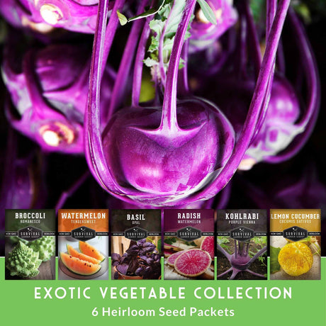 Exotic vegetable seed packets with a purple vegetable on a dark background