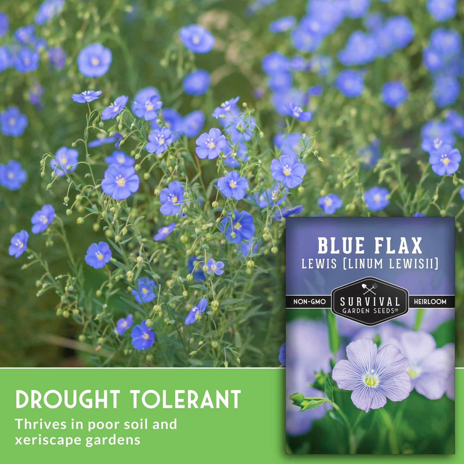 Blue flax plants with a seed packet labeled 'Blue Flax' and branding for Survival Garden Seeds.