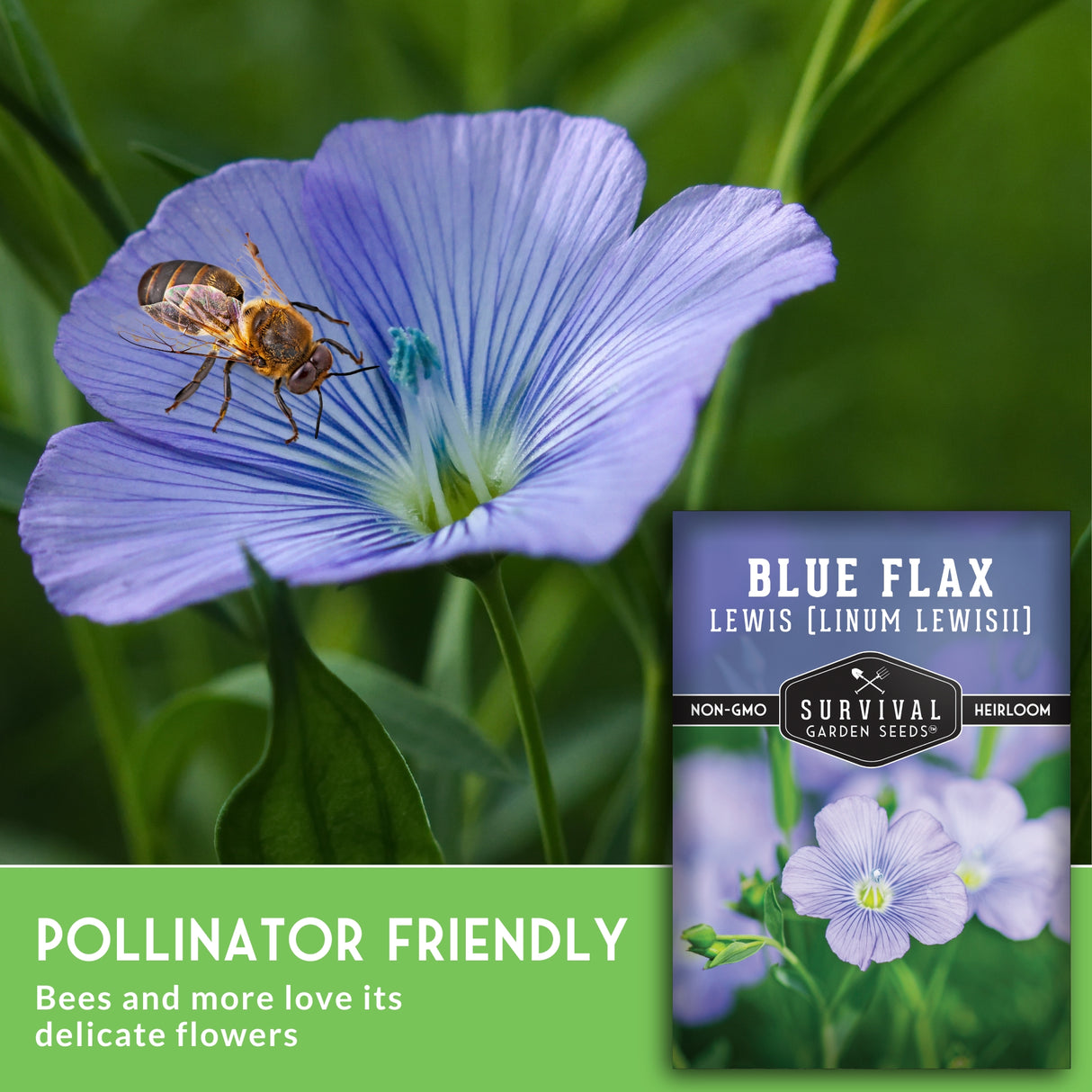 Blue flax flower with a bee and Survival Garden Seeds blue flax seed packet.