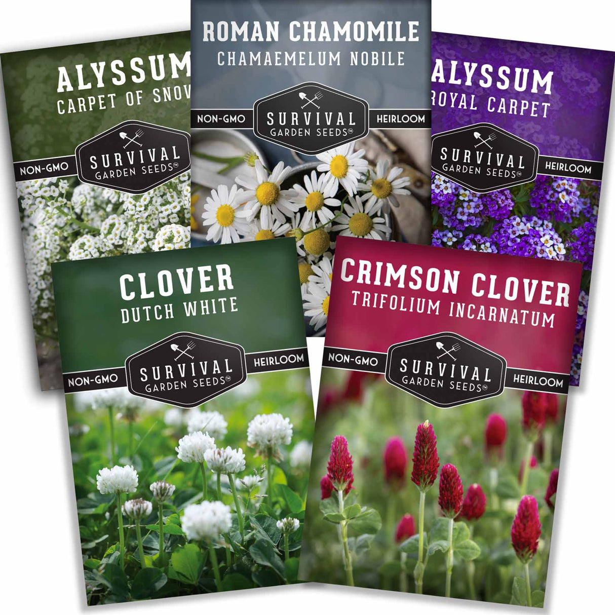 5 Packets of Flowering Ground Cover seeds