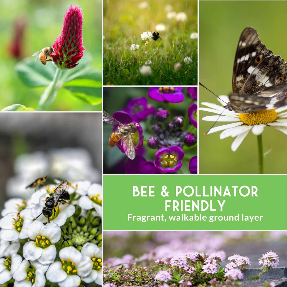 Collage of bees, butterflies, and flowers with a green label indicating 'Bee & Pollinator Friendly'.
