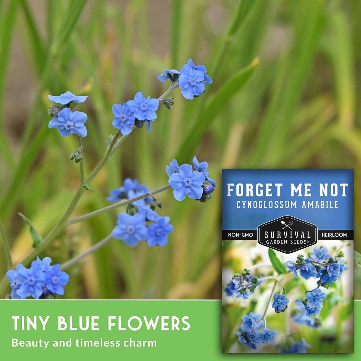 Image of tiny blue flowers with a label for 'Forget Me Not' seeds.