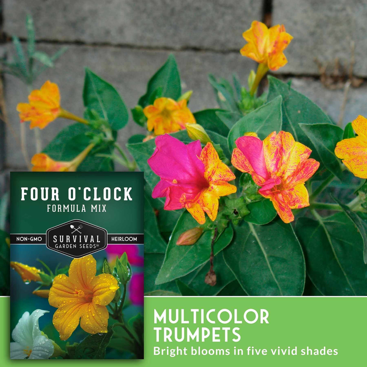 Four O'Clock Formula Mix seeds packet with multicolor trumpet flowers in front of a stone wall.