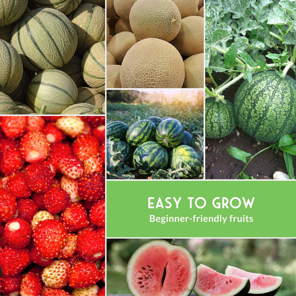 Collage of various fruits with text 'Easy to Grow Beginner-friendly fruits' on a green background.