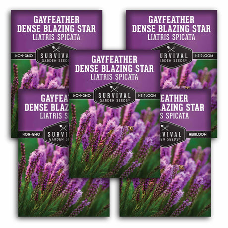 5 Packets of Gayfeather Dense Blazing Star seeds