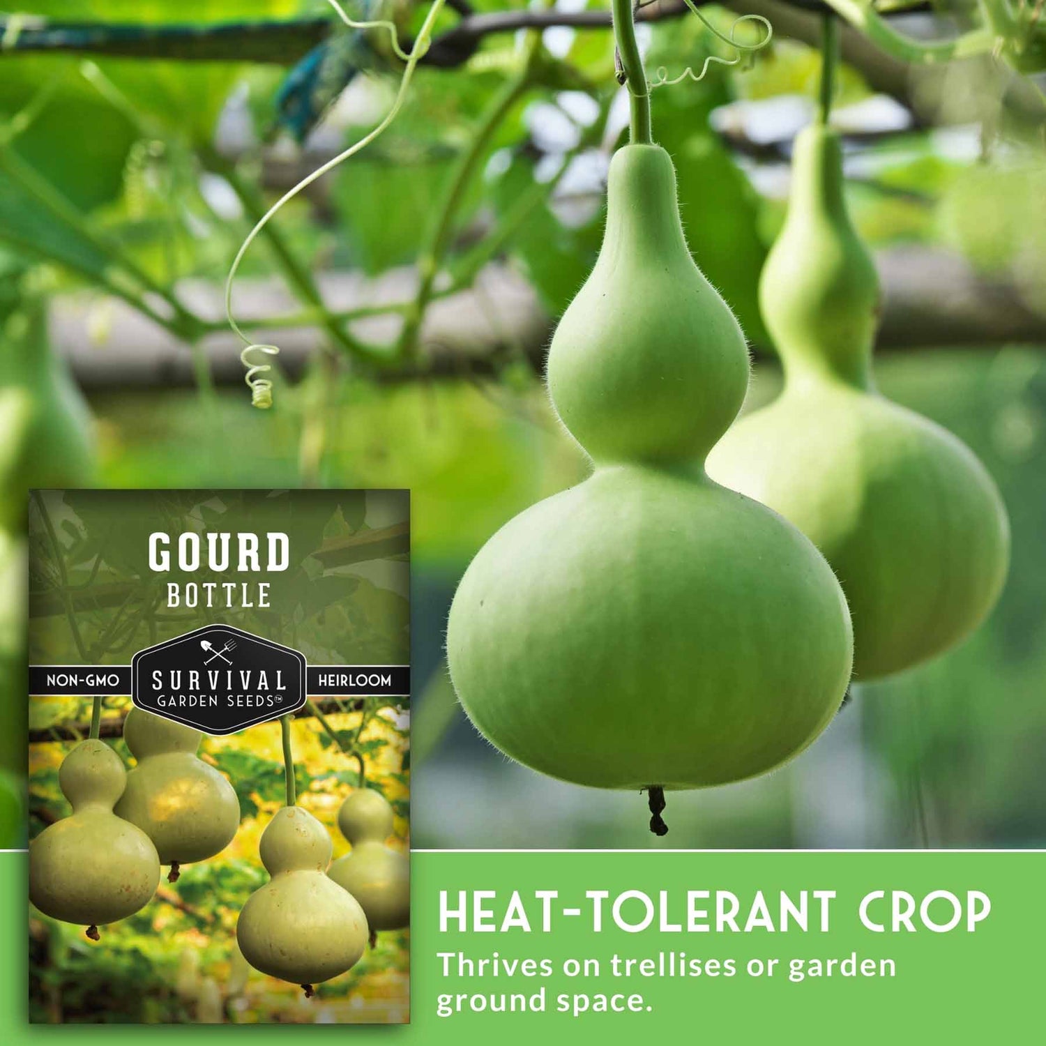 Green gourd bottle on a vine with a seed packet labeled 'Gourd Bottle' in the corner.