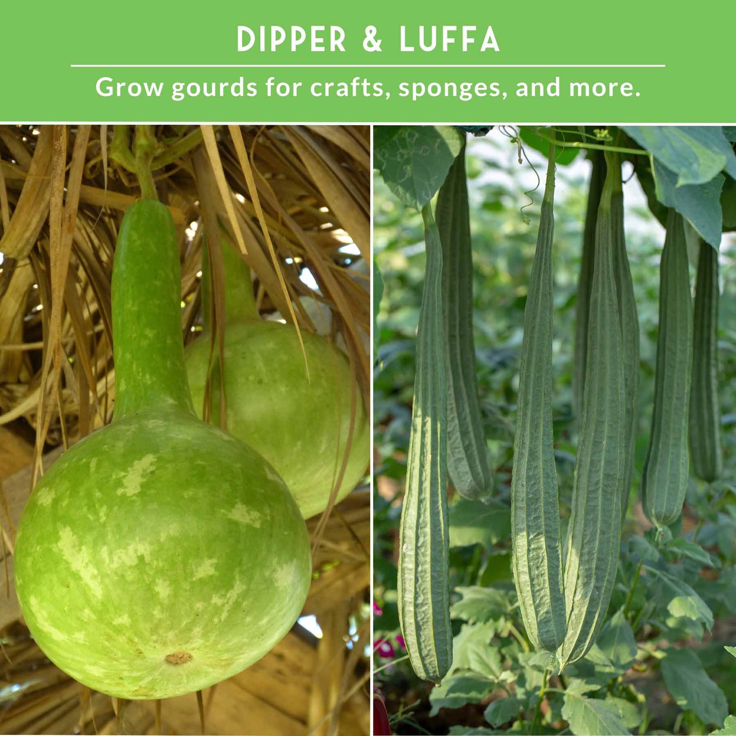 Two images of green gourds with text about growing gourds for crafts and sponges.
