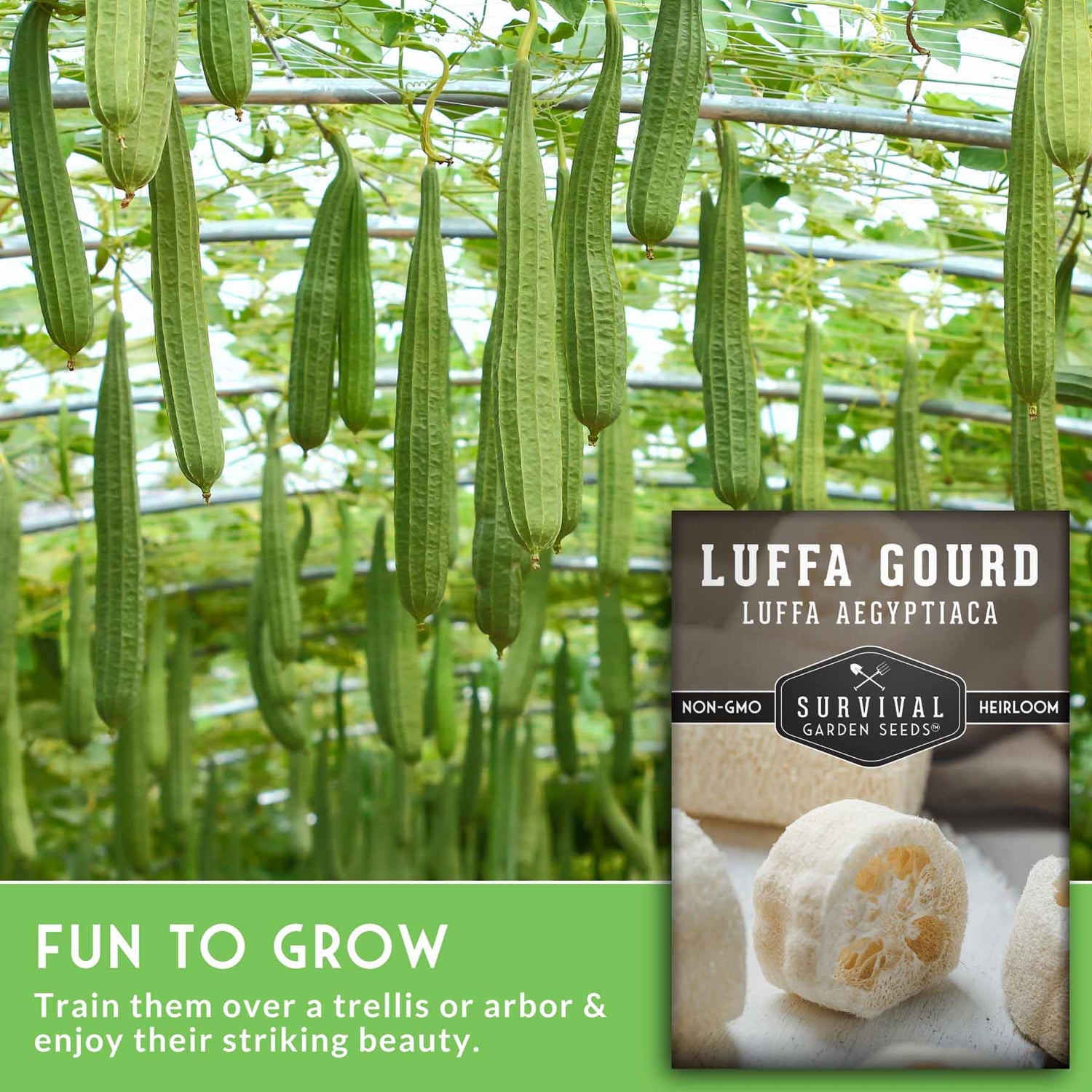 Luffa gourds growing on a trellis with Survival Garden Seeds packaging.