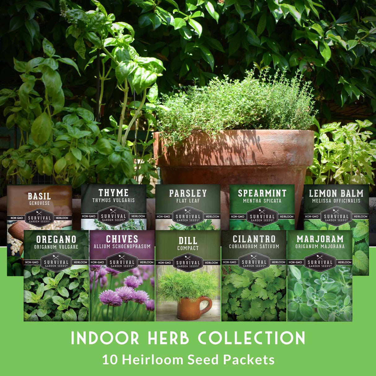 Indoor herb collection with seed packets and plants on a green background