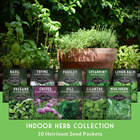Indoor herb collection with seed packets and plants on a green background