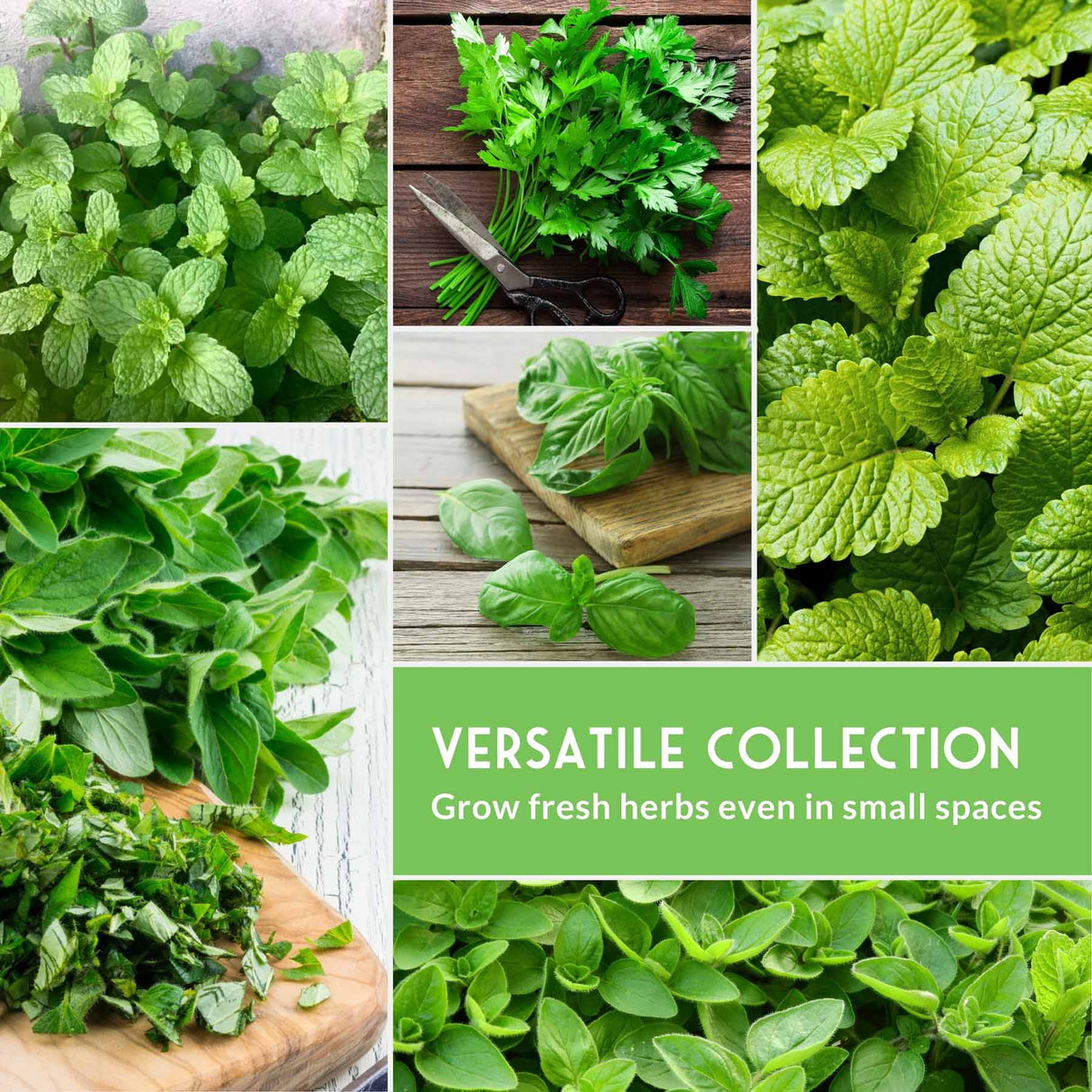 Collage of various green herbs with text 'Versatile Collection' and 'Grow fresh herbs even in small spaces'.