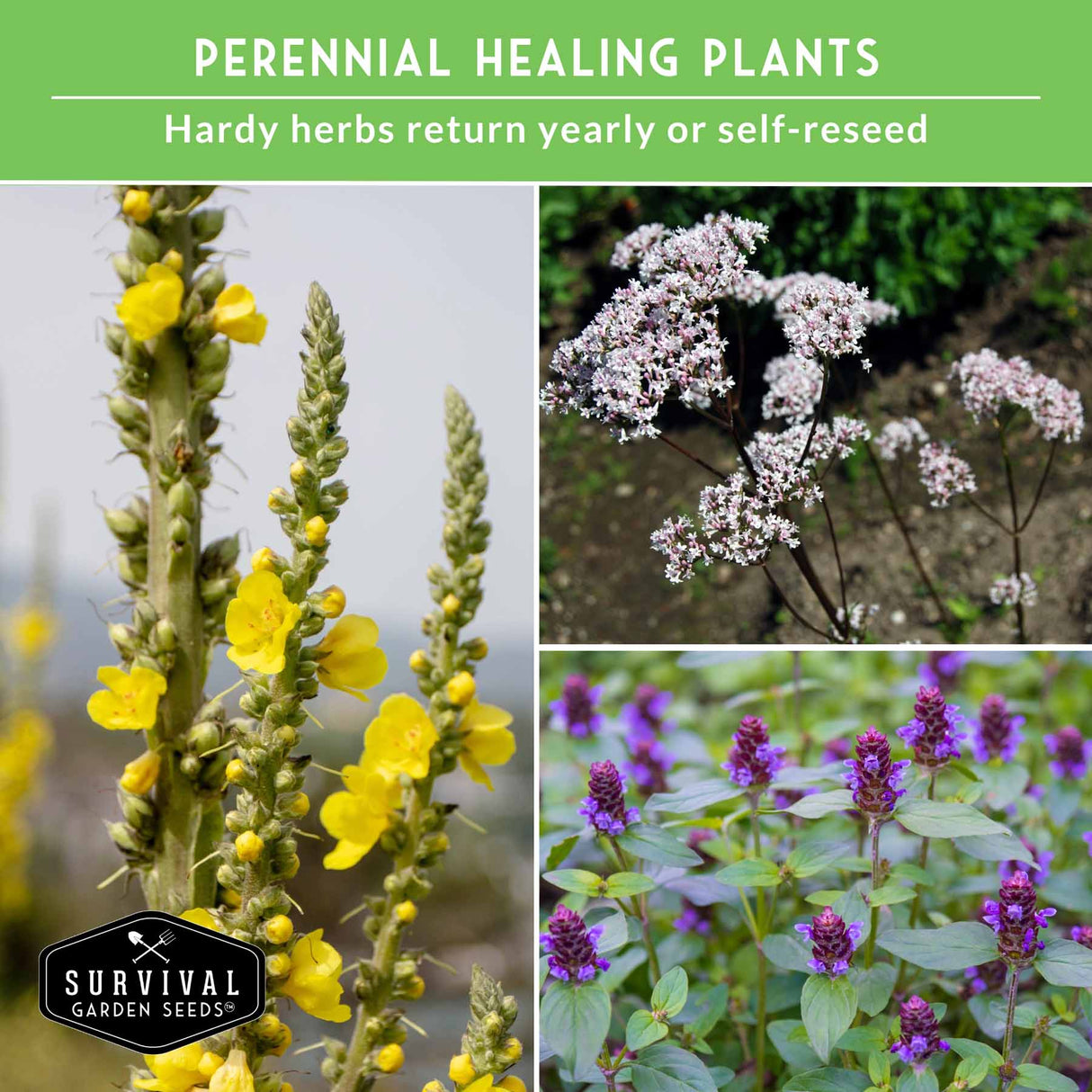 Collage of perennial healing plants with yellow, white, and purple flowers on a green background.