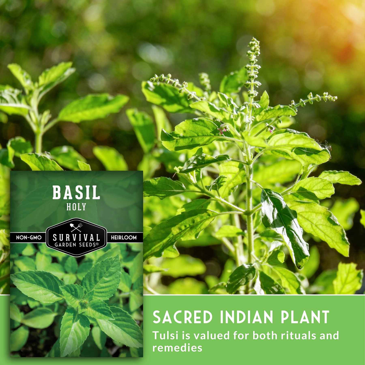 Basil plant with a seed packet labeled 'Survival Garden Seeds' on a blurred green background.