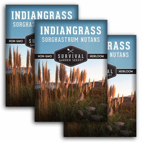 3 packets of Indiangrass seed