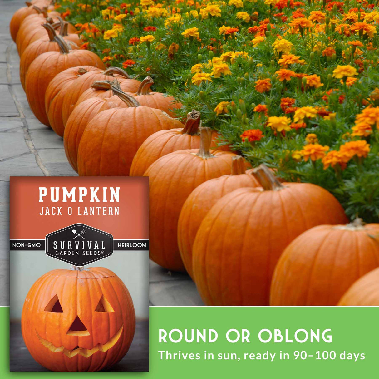 Row of pumpkins with a pumpkin jack o' lantern seed packet and text about the seeds.