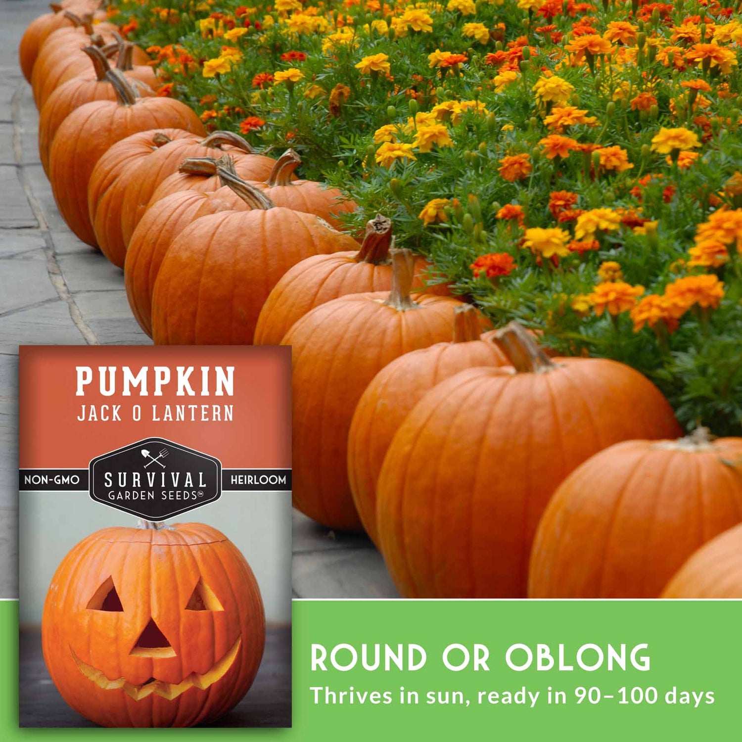 Row of pumpkins with a pumpkin jack o' lantern seed packet and text about the seeds.