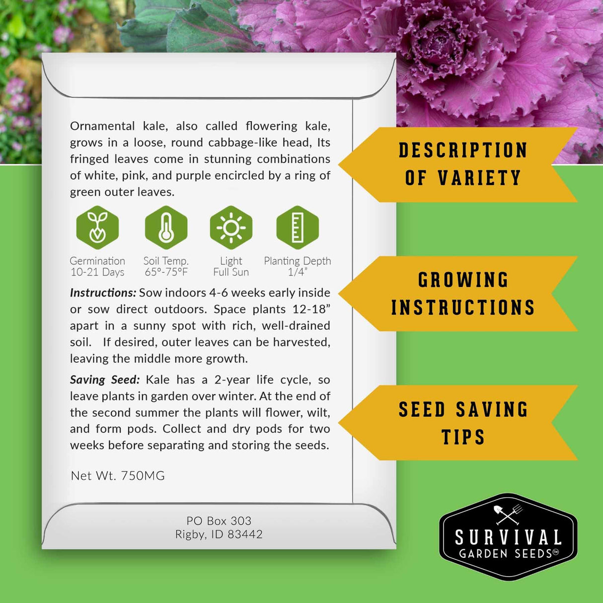 A product information card for Survival Garden Seeds' Ornamental Kale, set against a green and purple background with yellow callout arrows pointing to description, growing instructions, and seed-saving tips.
