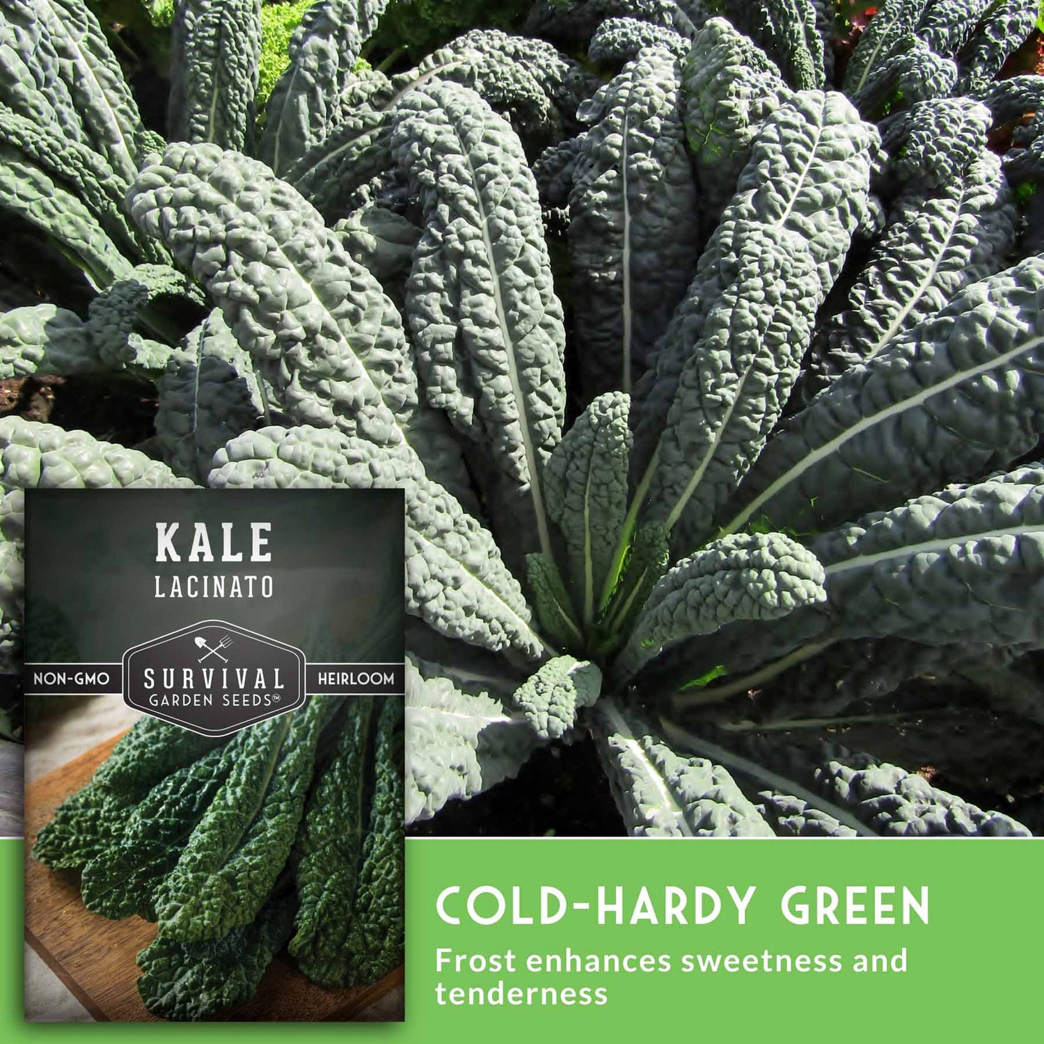 Kale Lacinato with Survival Garden Seeds packaging on a wooden surface