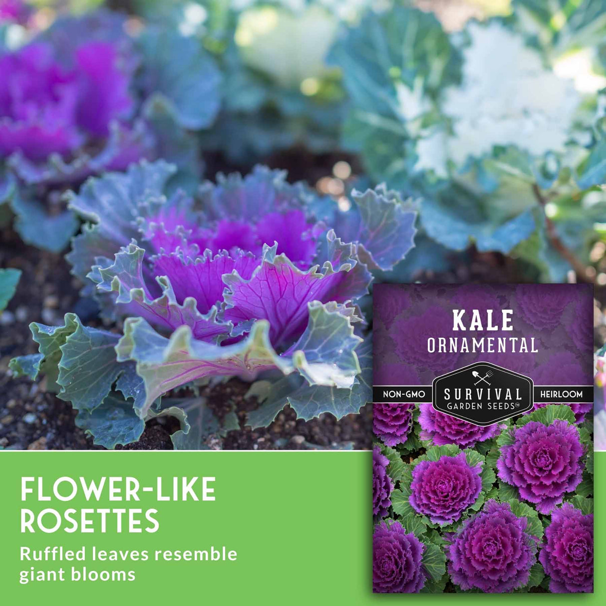 Kale ornamental seed packet shown over a photo of purple ruffled kale rosettes in a garden, with text reading 'FLOWER-LIKE ROSETTES' and 'Ruffled leaves resemble giant blooms.'.