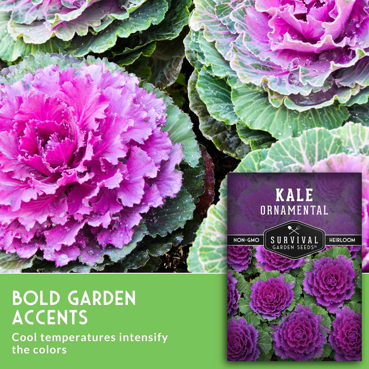 Purple ornamental kale seed package shown next to a close-up photo of a vibrant magenta-purple ruffled kale plant, with a green text banner reading 'BOLD GARDEN ACCENTS' and 'Cool temperatures intensify the colors.'.