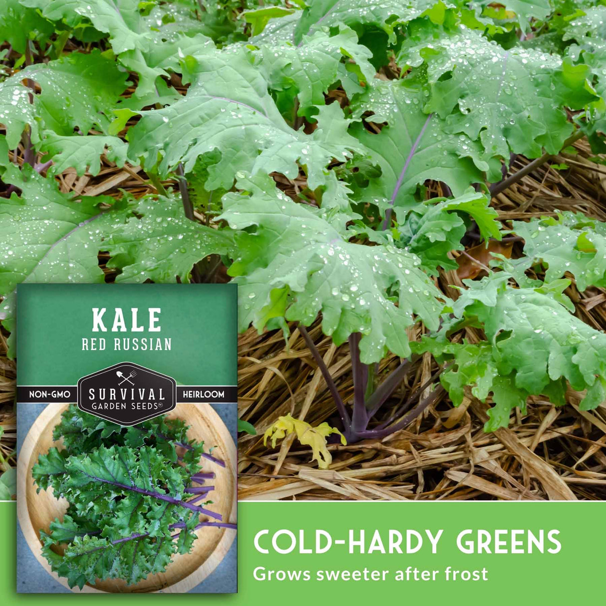 Kale plant withSurvival Garden Seeds packaging and text about cold-hardy greens.