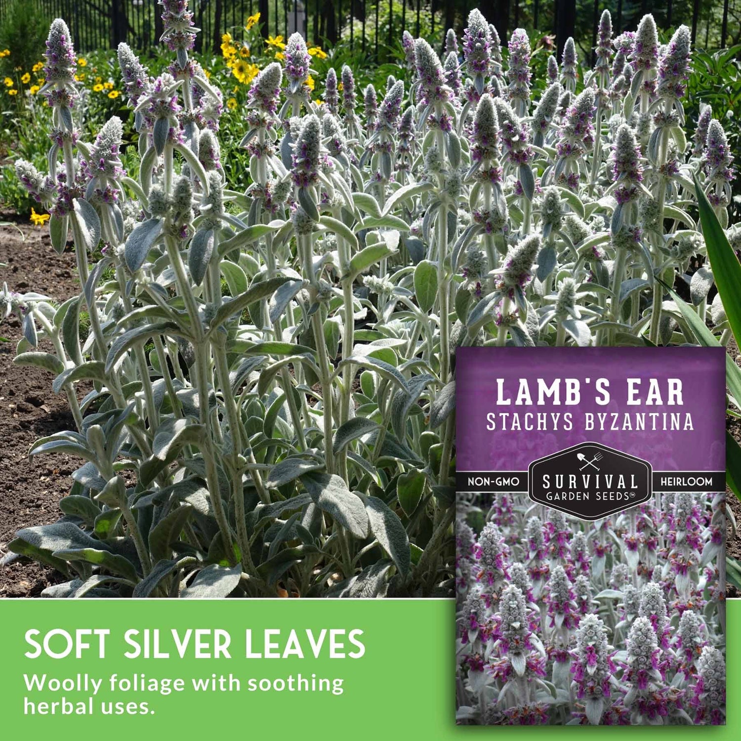 Lamb's ear plant with a seed packet labeled 'Survival Garden Seeds' in a garden setting.