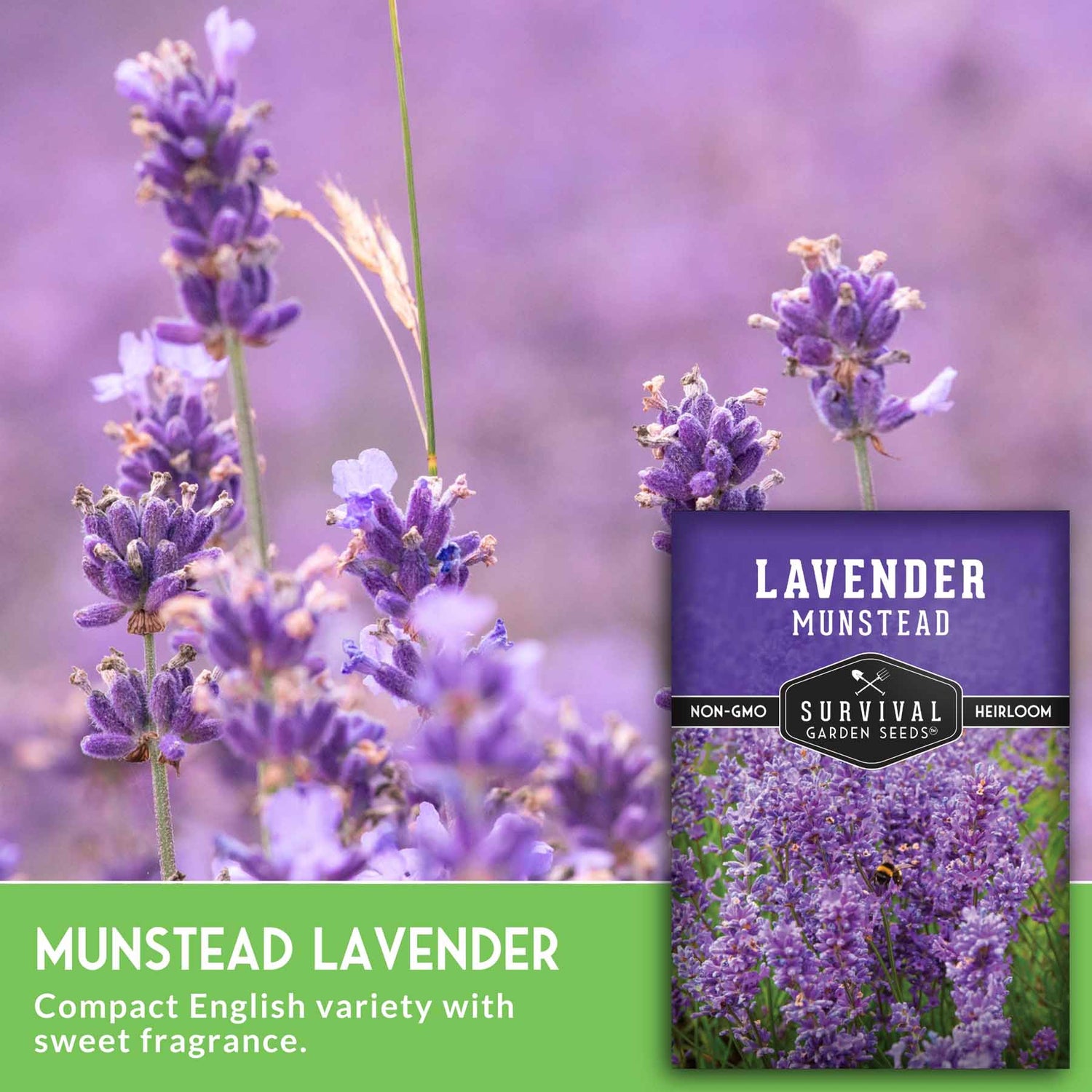 Munstead Lavender seeds packet with lavender flowers in the background