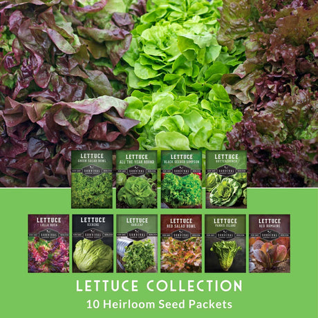 Collection of lettuce seed packets with a variety of lettuce types on a green background.