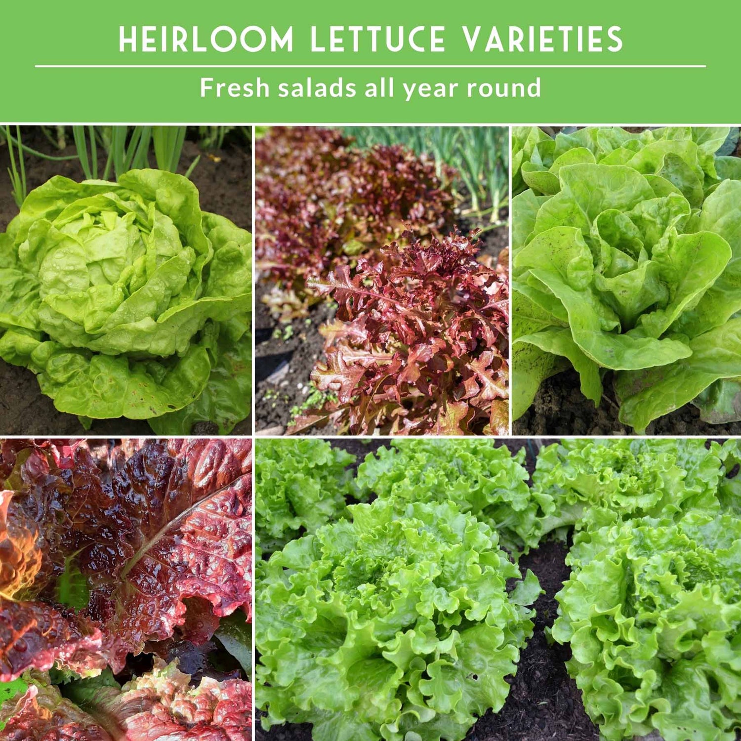 Collage of different types of lettuce with text about heirloom varieties.