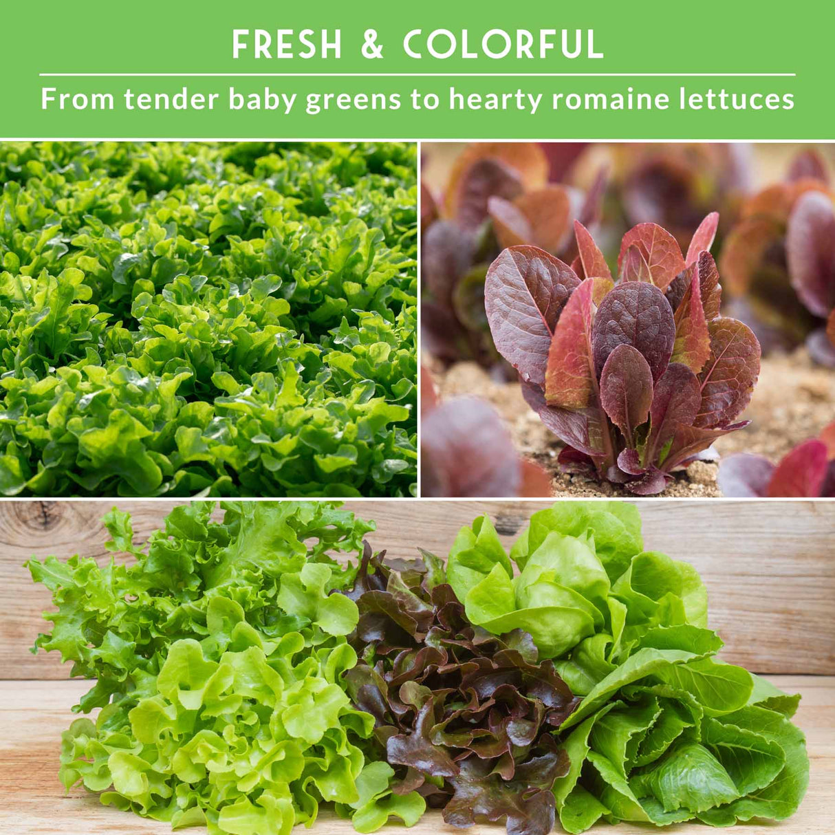 Collage of different types of lettuce with text on a green background