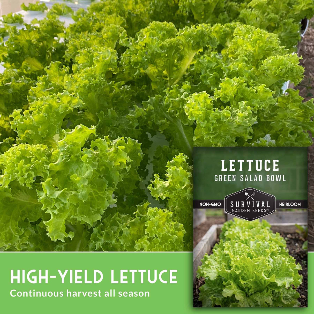 Green lettuce with a seed packet labeled 'Survival Garden Seeds' on a green background