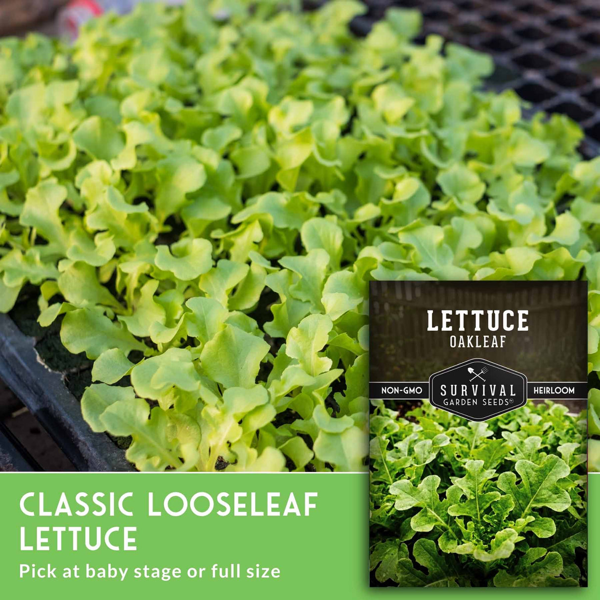 Close-up of green lettuce plants with a brand label on a black tray.