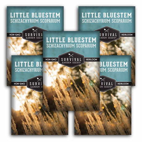 5 packets of Little Bluestem seeds