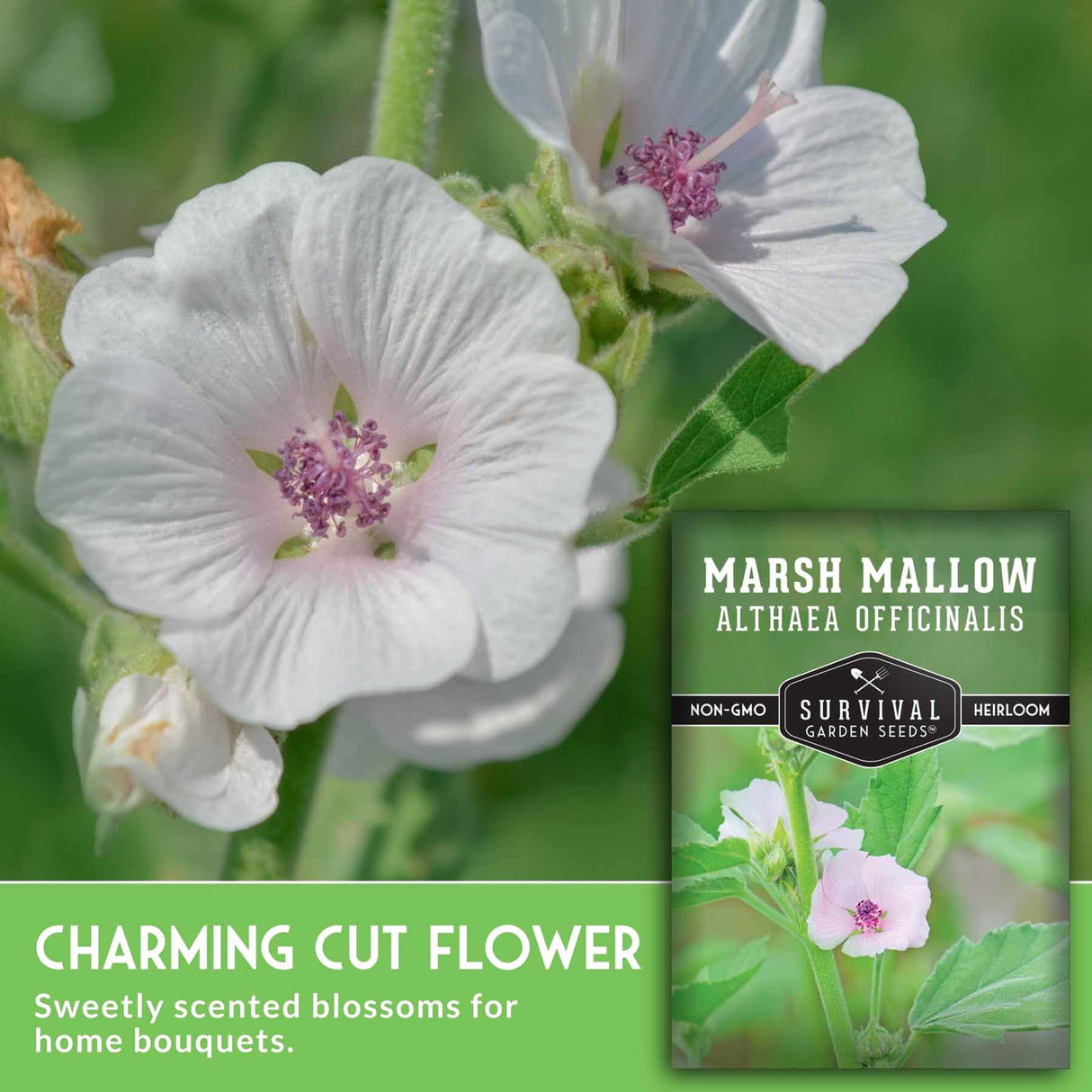 Marshmallow flowers with a seed packet labeled 'Survival Garden Seeds' on a green background.