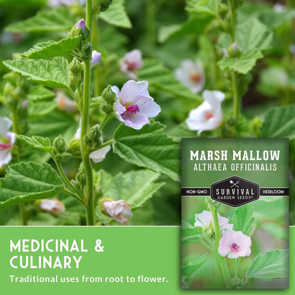 Marshmallow plant with flowers and a seed packet labeled 'Survival Garden Seeds' on a green background.