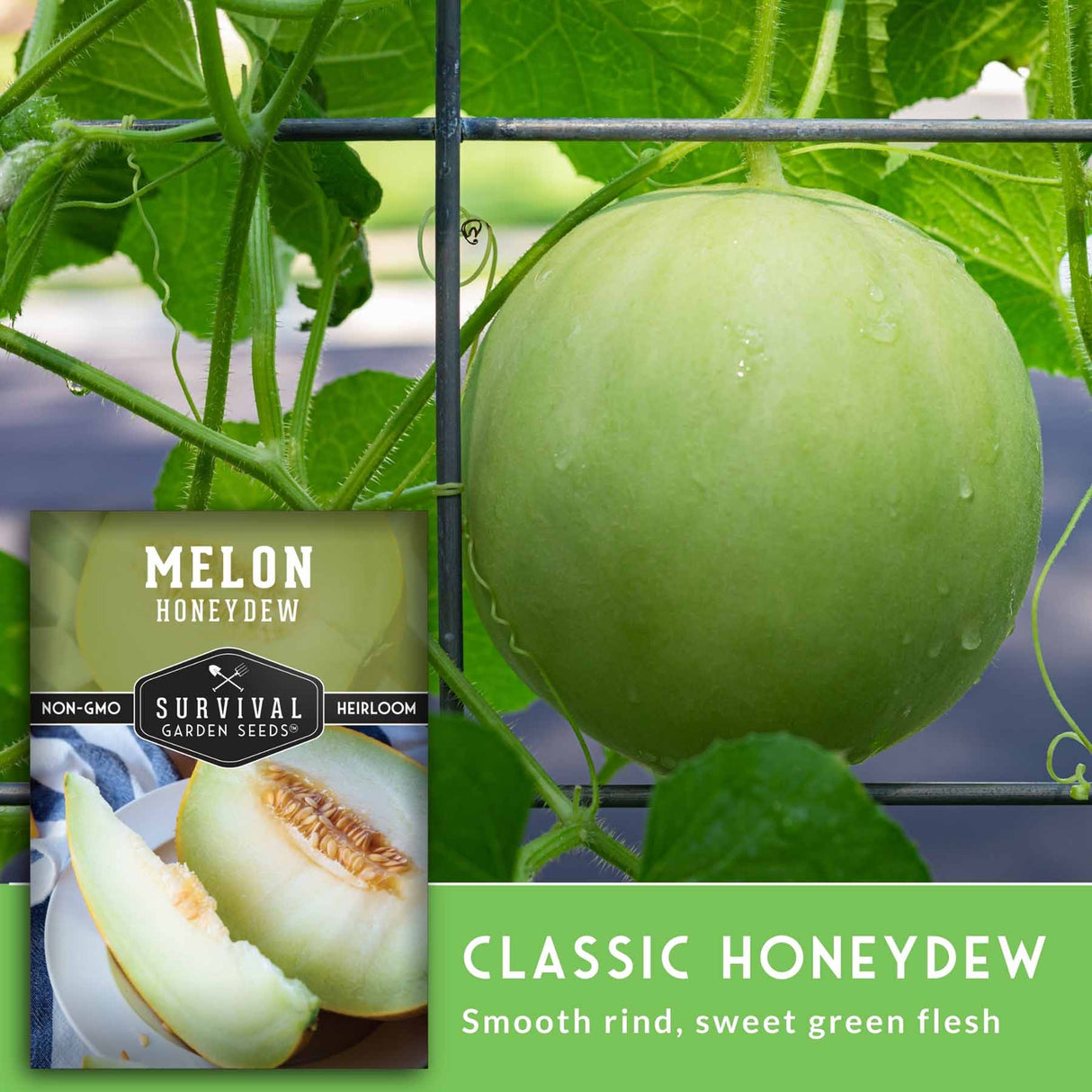 Honeydew melon on a vine with a package of Survival Garden Seeds Melon Honeydew in the foreground.