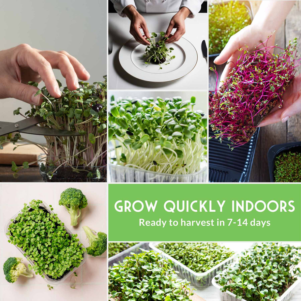Collage of indoor gardening images with text 'Grow Quickly Indoors' and 'Ready to harvest in 7-14 days'.