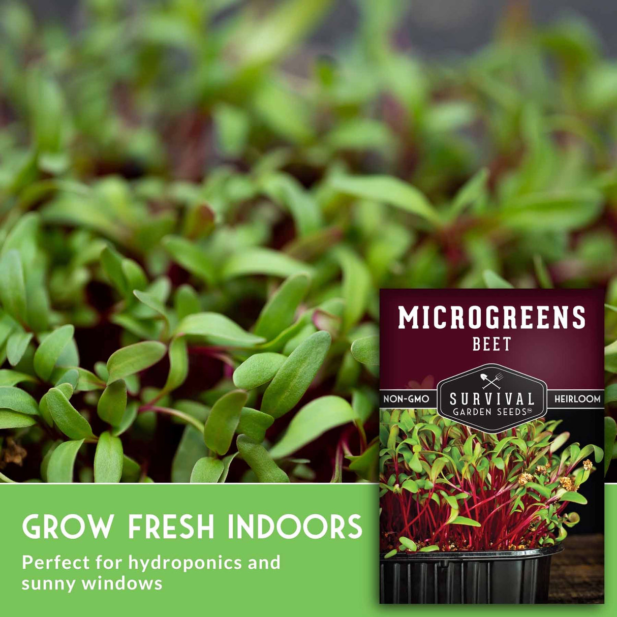 Microgreens beet seed packet by Survival Garden Seeds shown next to a close-up photo of growing green and red microgreens, with text reading 'GROW FRESH Indoors' and 'Perfect for hydroponics and sunny windows.'.