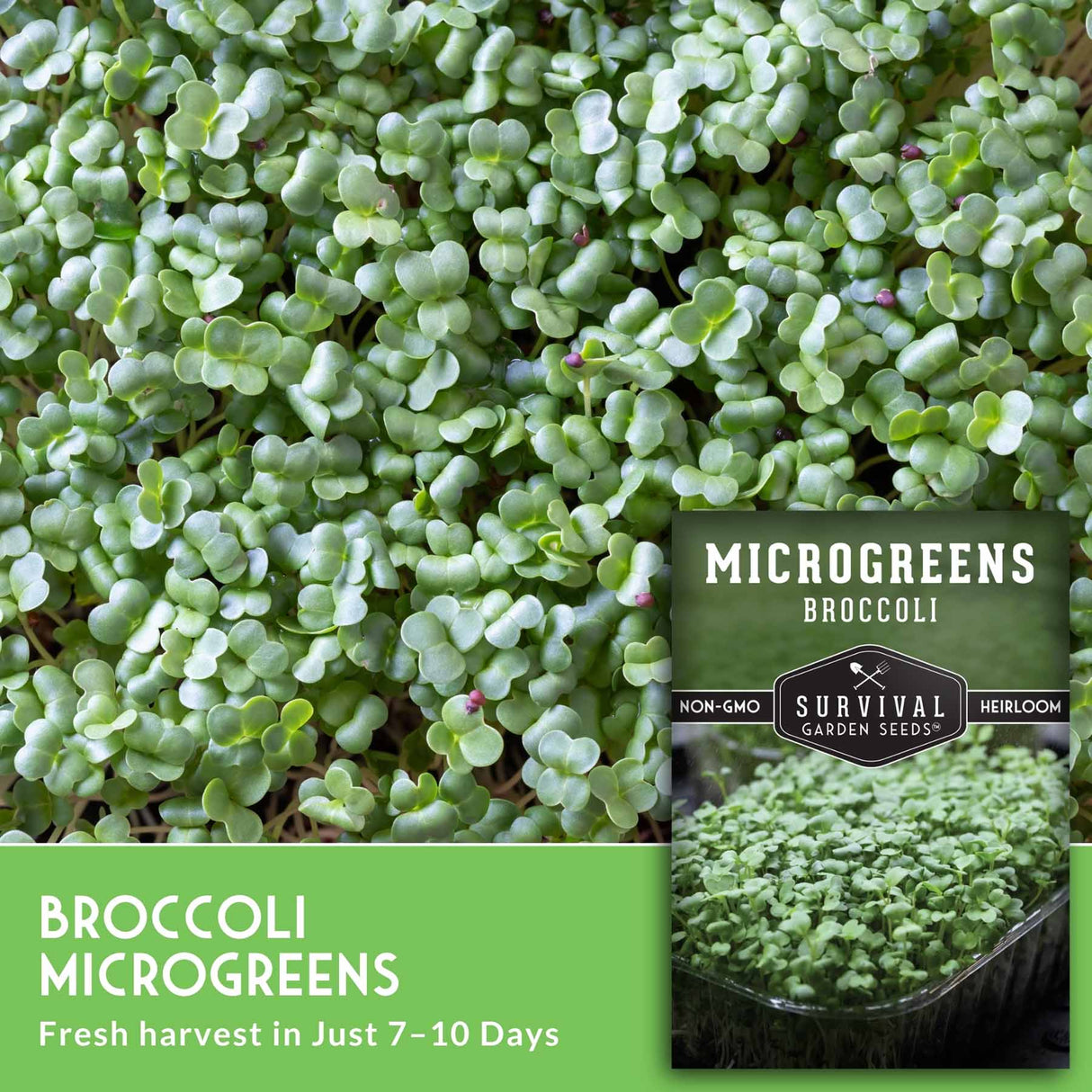 Broccoli microgreens seed packet cover showing a close-up of fresh green microgreens, with text reading 'MICROGREENS BROCCOLI' and 'BROCCOLI MICROGREENS Fresh harvest in Just 7-10 Days.' A small inset shows the packaged microgreens in a tray, and the Survival Garden Seeds logo is visible.