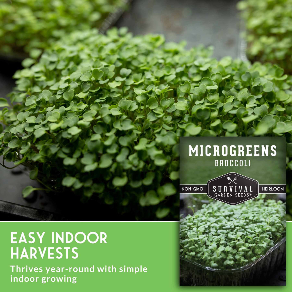 Microgreens broccoli seed product image showing a close-up of fresh green microgreens in a tray, with a product label overlay reading 'MICROGREENS BROCCOLI' and 'EASY INDOOR HARVESTS'.