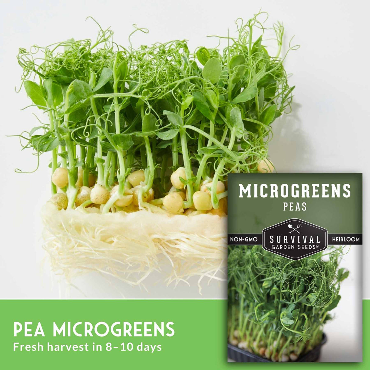 Pea Microgreen Seeds – Non-GMO Pea Seeds for Fast Indoor Growing, Sprouting & Sweet, Tender Greens