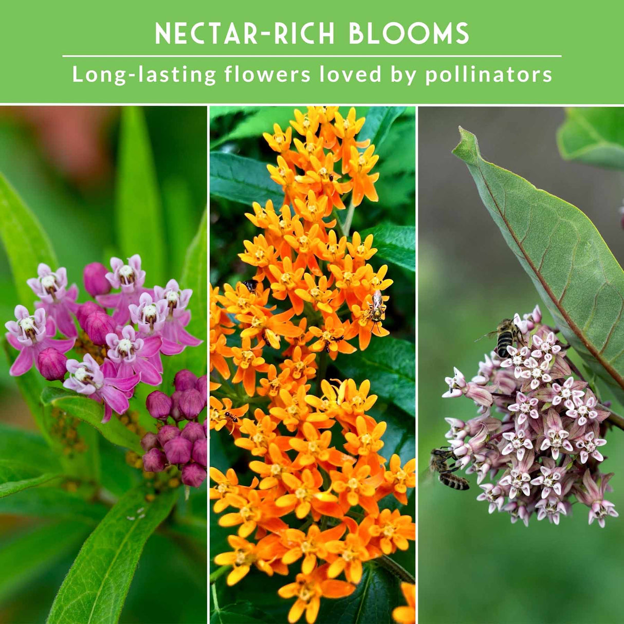 A promotional graphic for nectar-rich pollinator flowers, with a green header reading 'NECTAR-RICH BLOOMS' and 'Long-lasting flowers loved by pollinators.' Below, three vertical panels show close-up flower clusters: pink and white blossoms on the left, bright orange milkweed-like flowers in the center, and pale pink and white flowers with bees on the right.